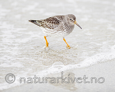 BB 13 0632 / Calidris maritima / Fjæreplytt
